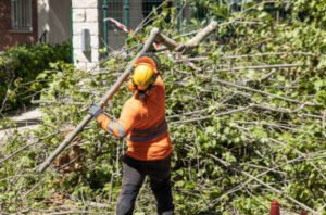 Tree Pruning in Cockatoo: Common Pruning Methods and What They Achieve