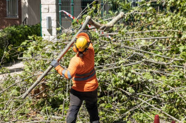 Tree Pruning in Cockatoo: Common Pruning Methods and What They Achieve